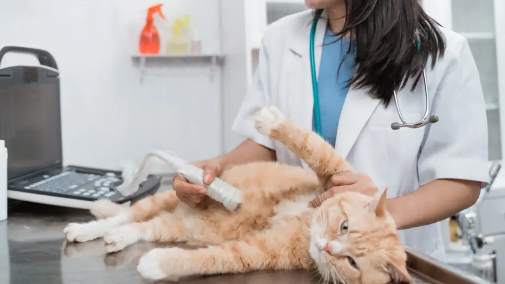 Beasiswa Pendidikan Calon Dokter Hewan - Program 1